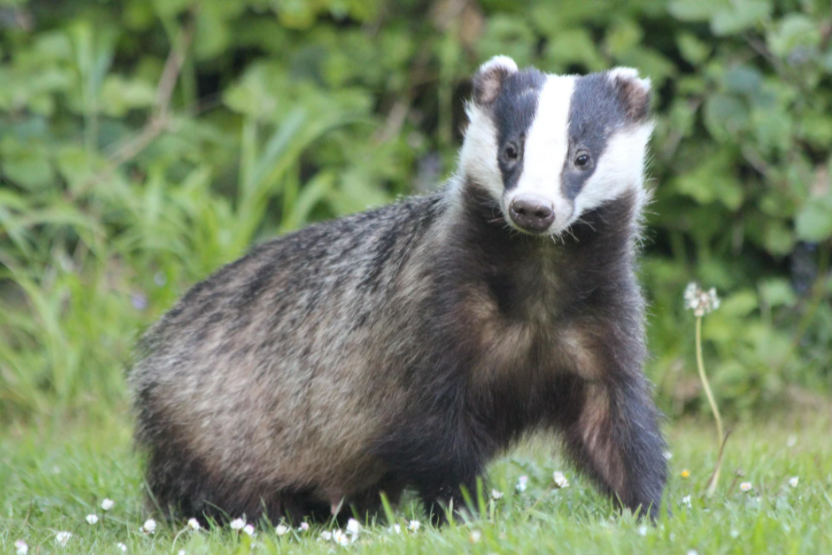 Comment faire fuir un blaireau du jardin