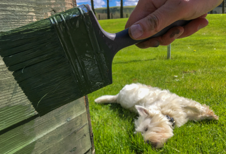 Peinture ou lasure pour abri de jardin