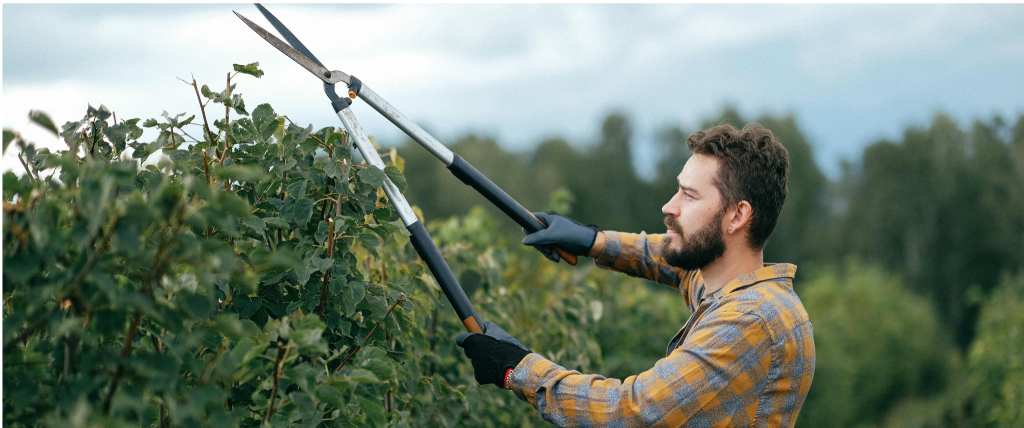 Comment bien choisir son entreprise d'élagage